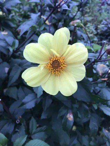 Garden Dahlia