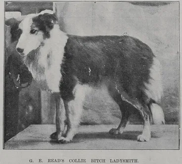 Image: G E Read's Collie bitch 'Ladysmith'