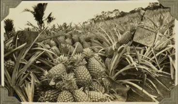 Image: Pineapples for export, 1928