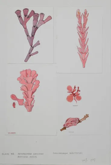 Image: Watercolour illustration of seaweed specimens, Plate 55 from 'Seaweeds of New Zealand'