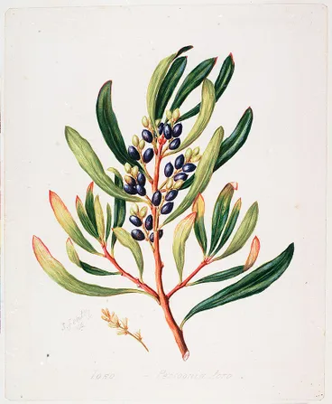 Image: Toronia toru