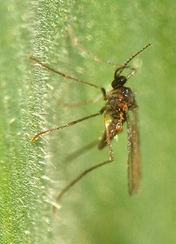 Gall and Forest Midges