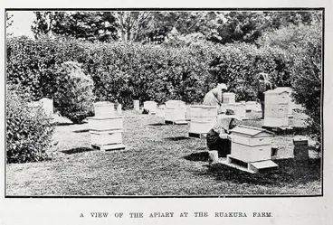 Image: A view of the apiary at the Ruakura farm