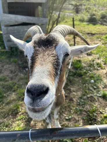 Image: Domestic Goat