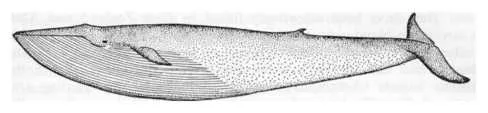 Blue Whale (Balaenoptera musculus intermedia)
