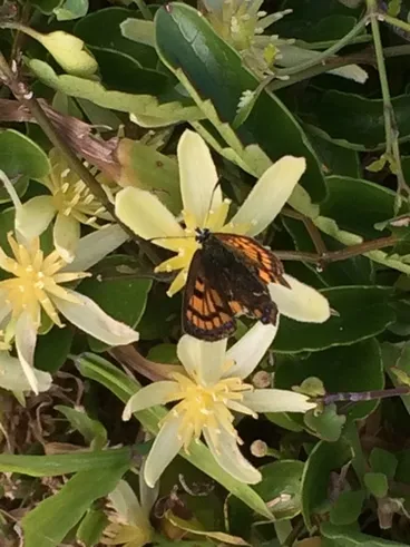 Image: Copper Butterfly