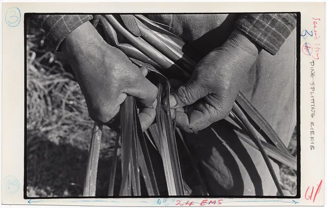 Maori foods: Kiekie - School Journal, 1968