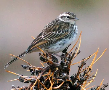 Image: New Zealand pipit