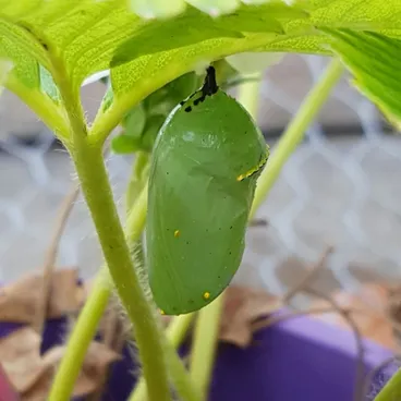 Monarch Image: Monarch