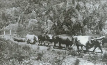 Image: Bullock team 1895