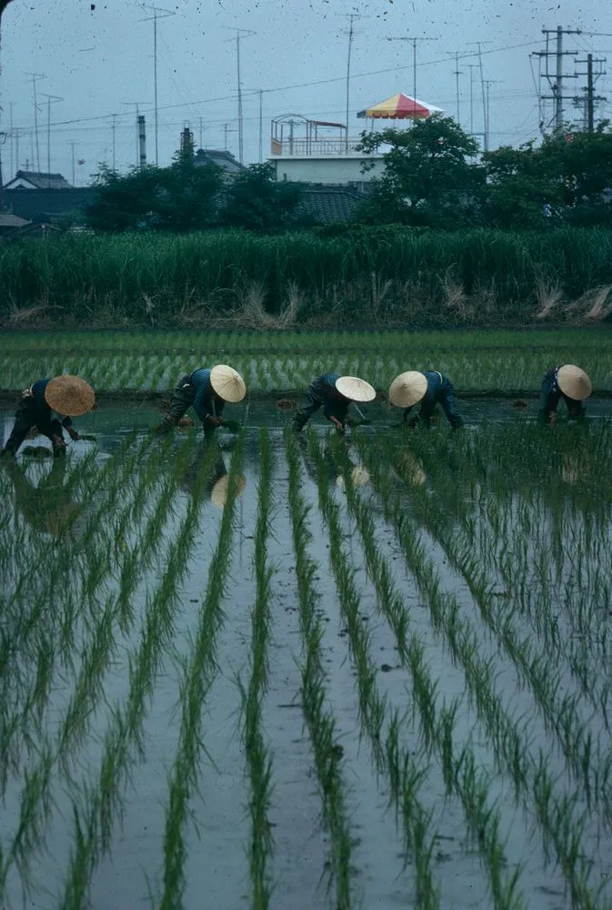 Japan series: paddy field