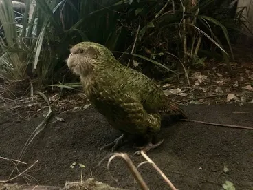 Image: Kākāpō
