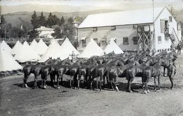 Horses at remount depot, Upper Hutt : digital image