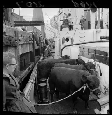 Image: Cattle on board the tug Tapuhi