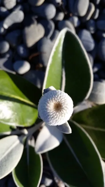 Image: Marlborough Rock Daisy