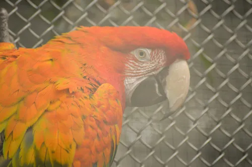 scarlet macaw