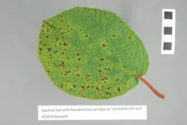 Image: Pseudomonas syringae pv. actinidiae Takikawa et al. 1989