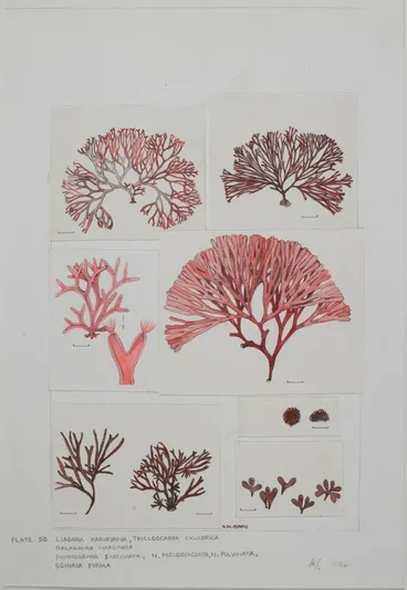 Image: Watercolour illustration of seaweed specimens, Plate 50 from 'Seaweeds of New Zealand'