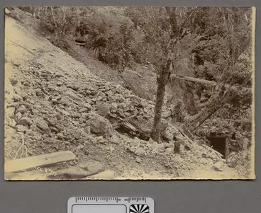 Image: Tui, Mount Te Aroha, near Level 1, 2 or over Champion near top of ridge.