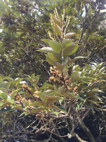 Image: Lithocarpus henryi