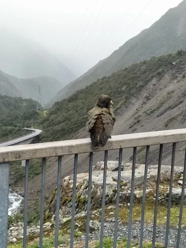 Kea