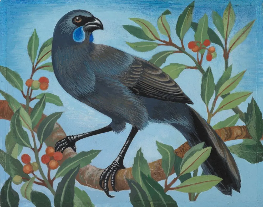 North Island Kokako