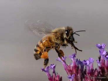 Image: Western Honey Bee