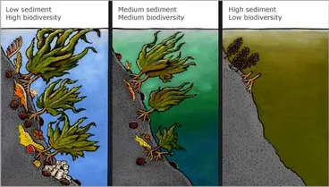 Underwater sediment build-up Image: Underwater sediment build-up
