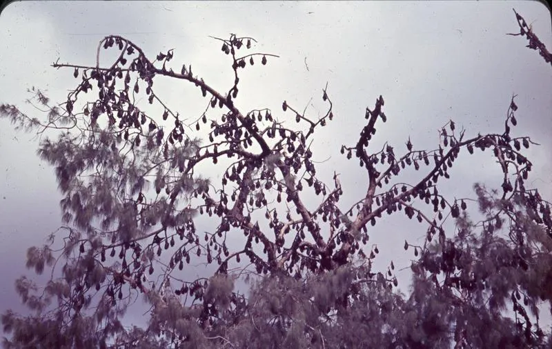 Slide: Bats in tree