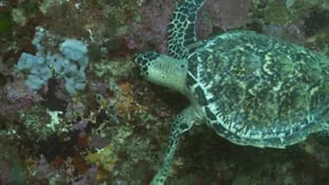 Image: What food would a turtle serve you at dinner?