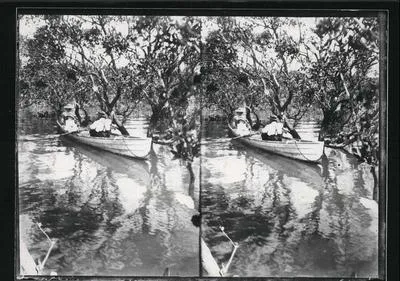 Mangroves around Kaipara Harbour.
