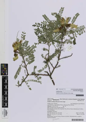 Sophora molloyi