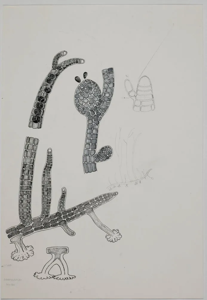 Illustration of Scopulorum Matai seaweed
