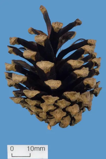 Pinus sylvestris L. - Scotch pine, Scots pine Image: Pinus sylvestris L. - Scotch pine, Scots pine