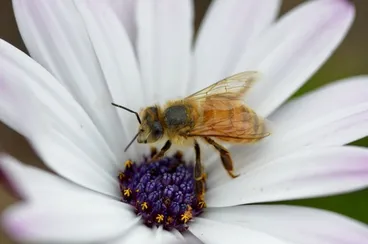 Image: Western Honey Bee