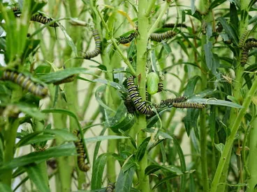 Monarch Image: Monarch