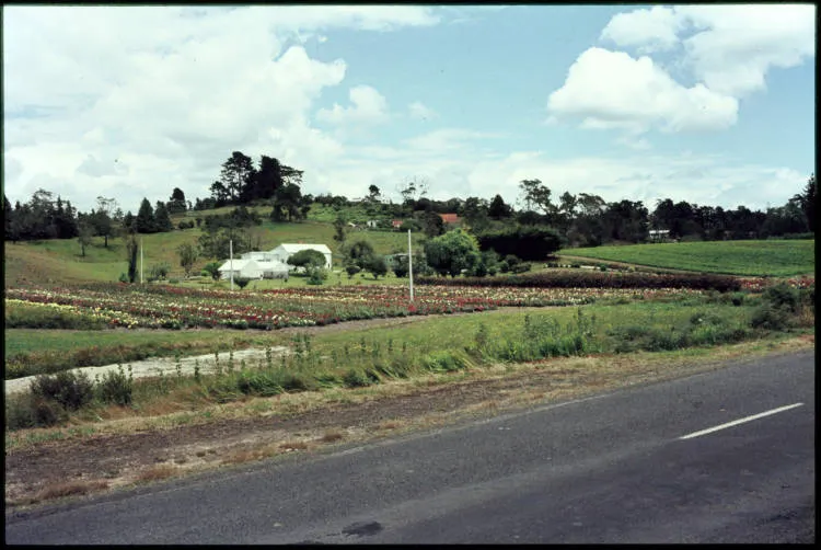 Rose nursery, Pooks Road, Swanson.