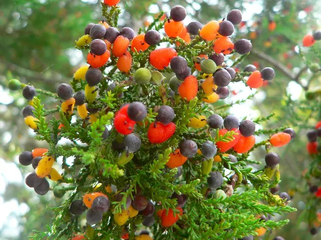 Kahikatea (Dacrycarpus dacrydioides) - native New Zealand tree