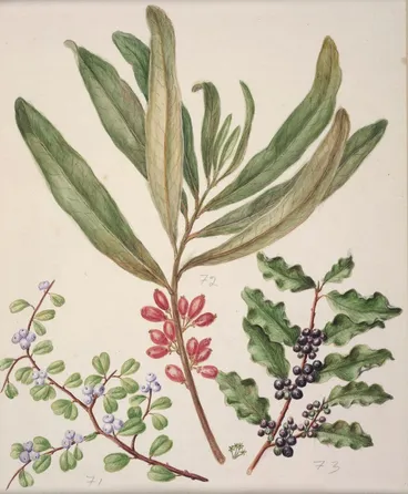 Image: Divaricate Suttonia; Toro; Mapu