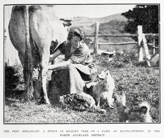 The pets' breakfast: a study at milking time on a farm at Maungaturoto, in the North Auckland district