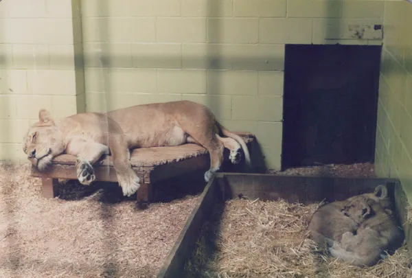 Lion and cubs at Orana Wildlife Park