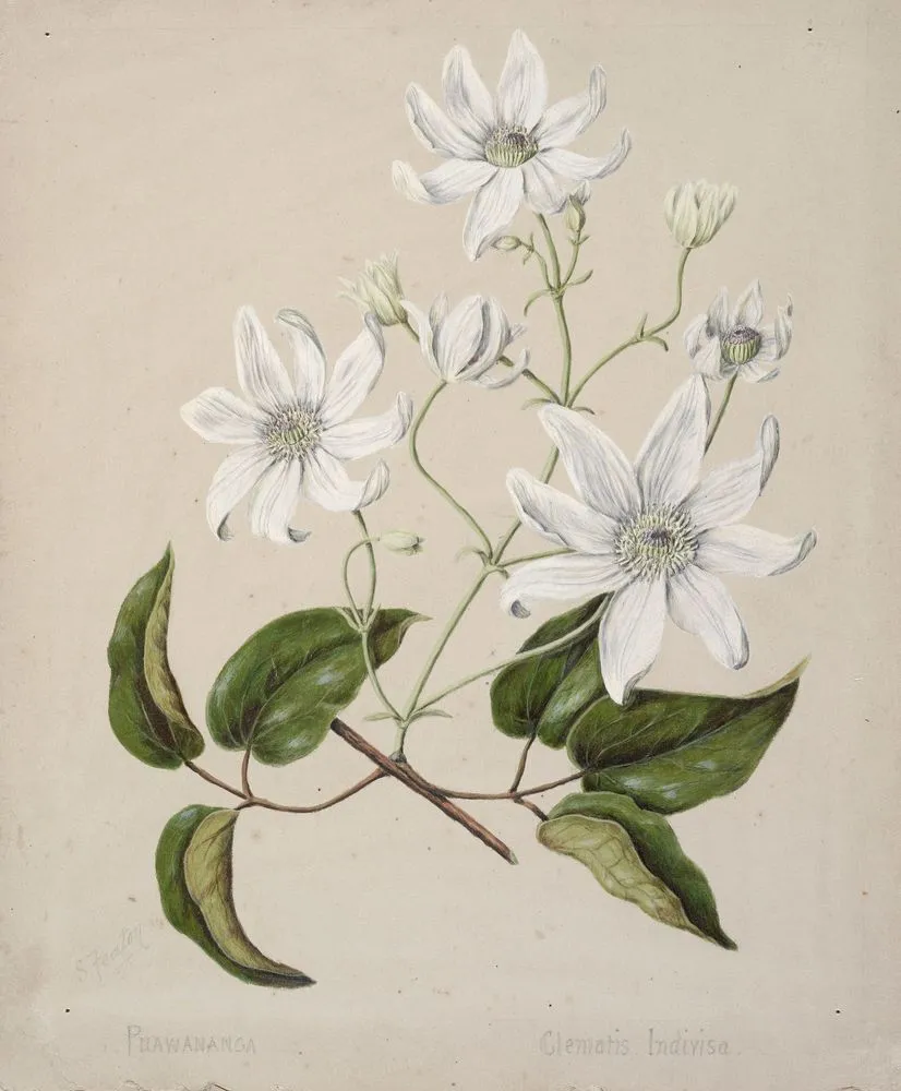 Puawananga - Clematis indivisa