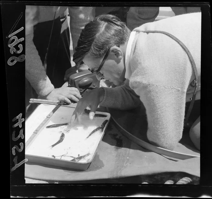 Fish being measured by unidentified man on board Japanese fishing boat, Cook Strait