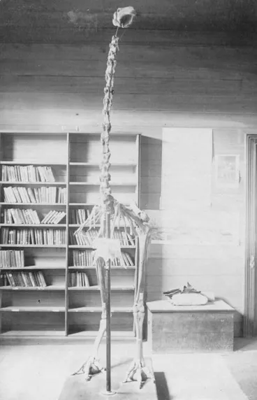 Image: Hawke's Bay Philosophical Institute