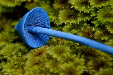 Image: Sky Blue Mushroom (Entoloma hochstetteri)  Lake Kaniere, West Coast