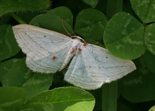 Orthoclydon praefectata