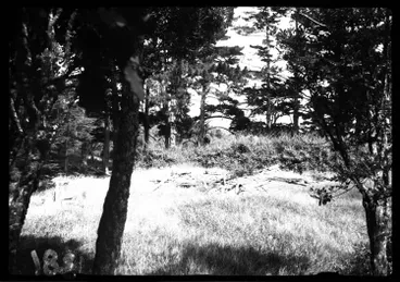 Image: House remains, Cascade Kauri Park, Waitakere Ranges.