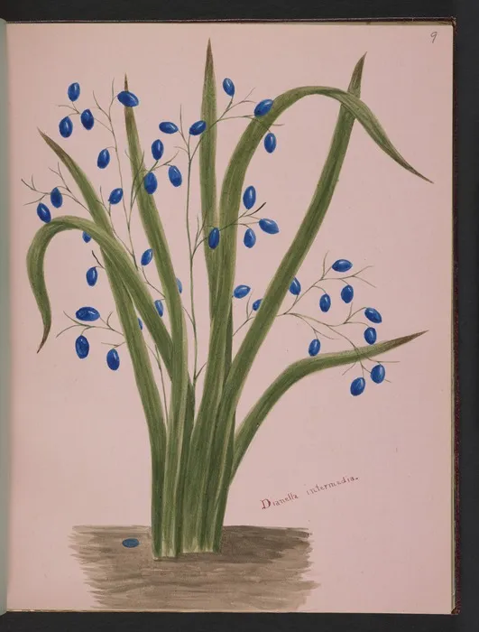 Burton, Clelia, 1878-1952 :Dianella intermedia [ca 1900]