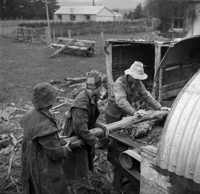 Carol Sladden and June Matthews, of the Women's Land Service, helping farmer Bob McKenzie to saw manuka firewood