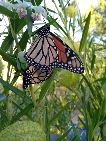 Image: Monarch